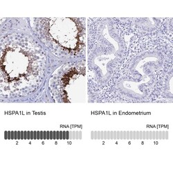 HspA1L Antibody, Novus Biologicals 0.1mL; Unlabeled:Antibodies, Polyclonal
